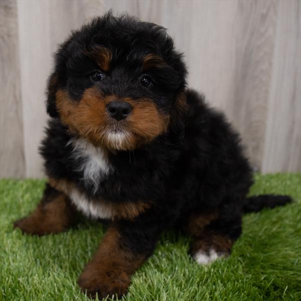 Mini Bernedoodle Puppy For Sale
