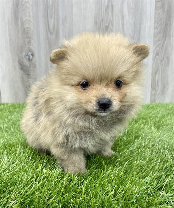 Pomeranian Puppy For Sale
