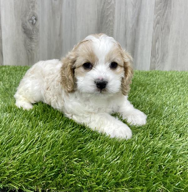 Cockapoo Puppy For Sale