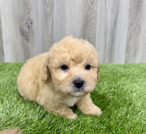 Maltipoo Puppy For Sale