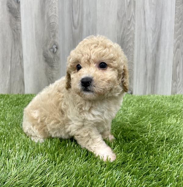 Maltipoo Puppy For Sale