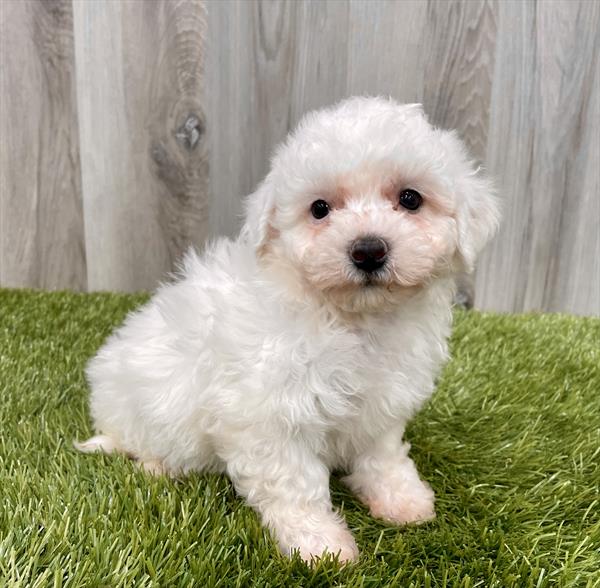 Bichon Frise Puppy For Sale