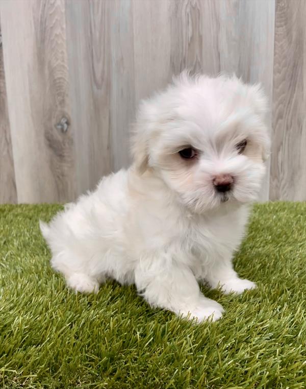 Maltese Puppy For Sale