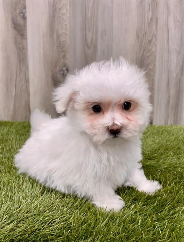 Maltese Puppy For Sale