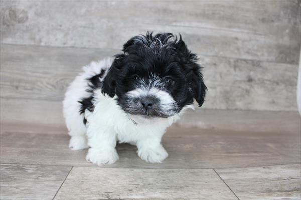 Havanese Puppy For Sale
