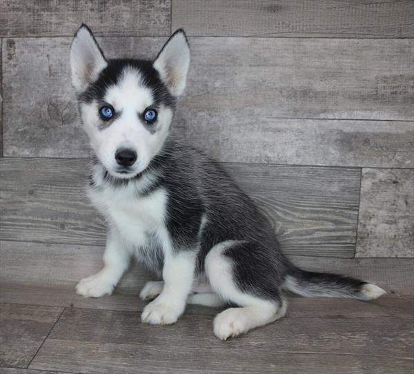 Siberian Husky Puppy For Sale