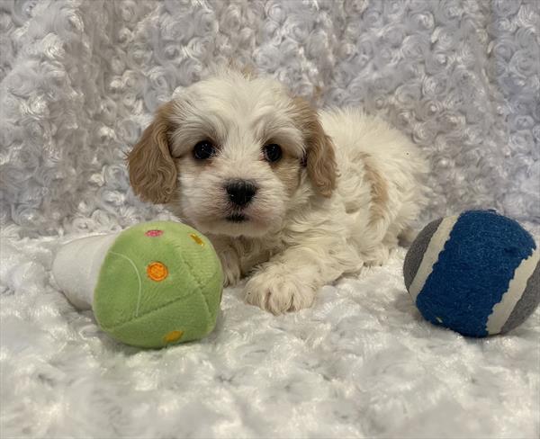 Cavachon Puppy For Sale