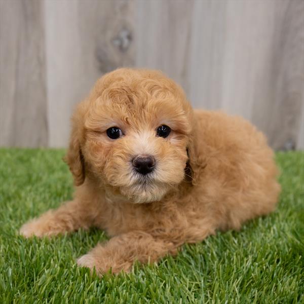 Poodle Puppy For Sale