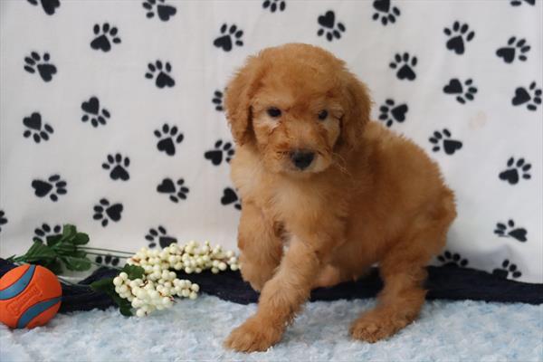 Standard Poodle Puppy For Sale