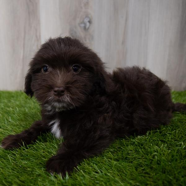 Havanese Puppy For Sale