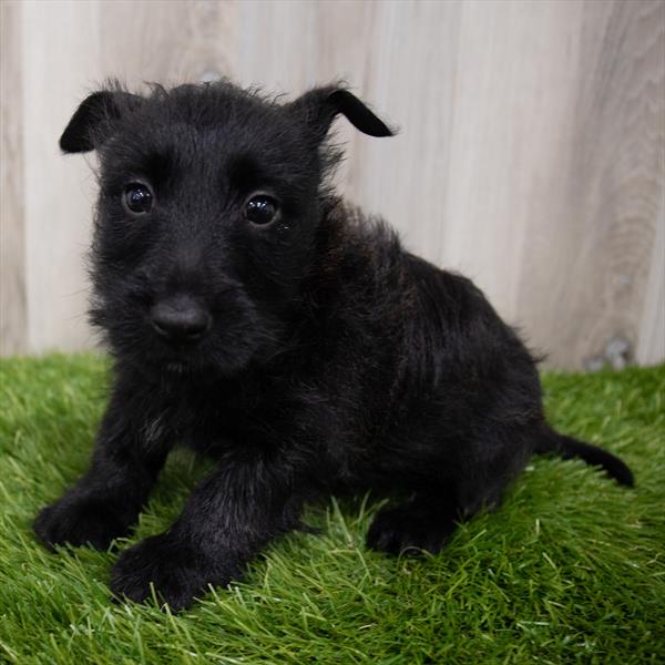 Scottish Terrier Puppy For Sale