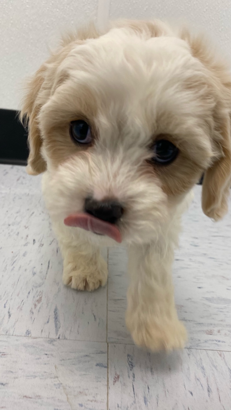 Cavachon Puppy For Sale