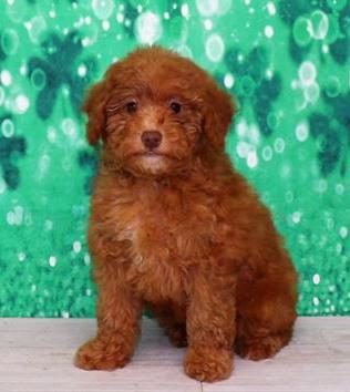 Poodle Puppy For Sale