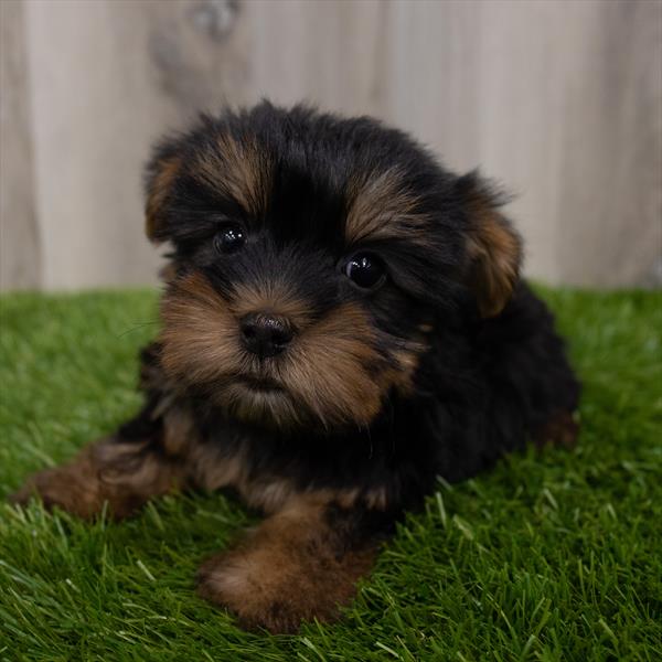 Silky Terrier Puppy For Sale