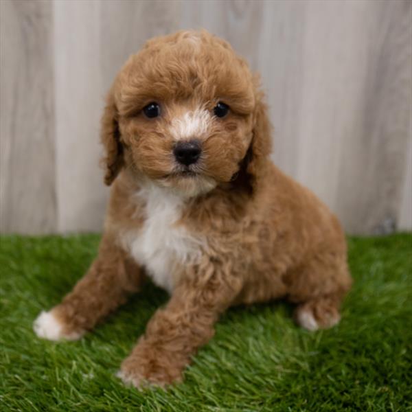 Cockapoo Puppy For Sale
