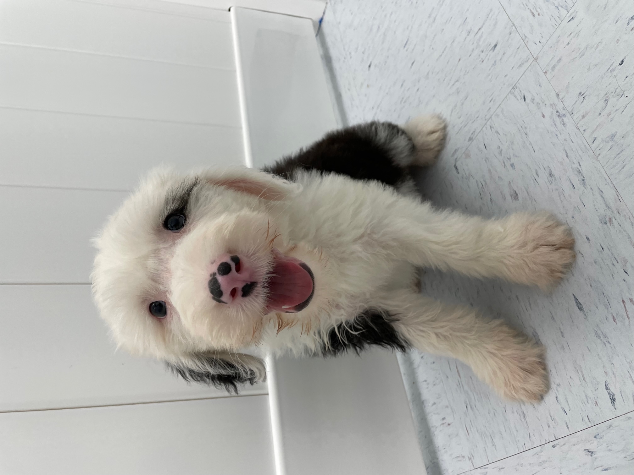Old English Sheepdog Puppy For Sale
