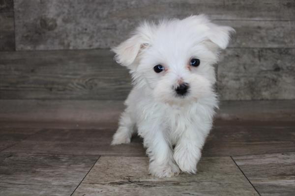 Maltese Puppy For Sale