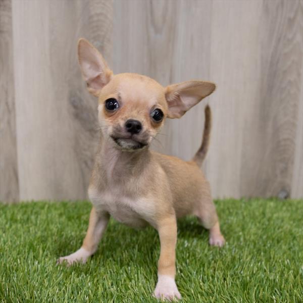 Chihuahua Puppy For Sale