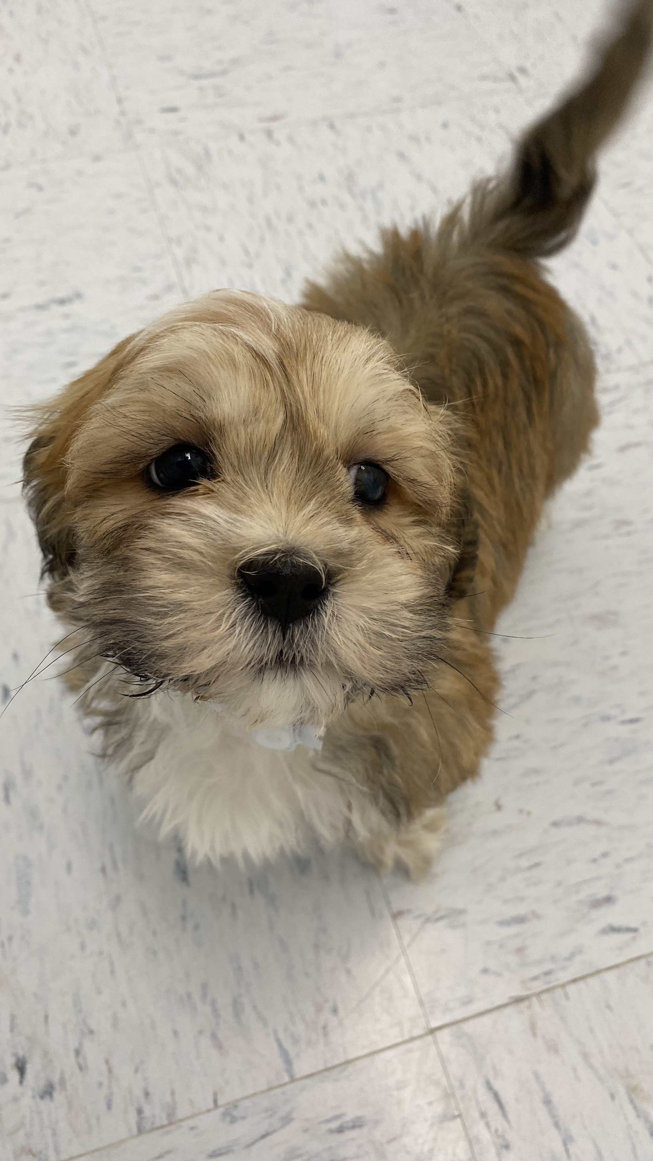 Lhasa Apso Puppy For Sale