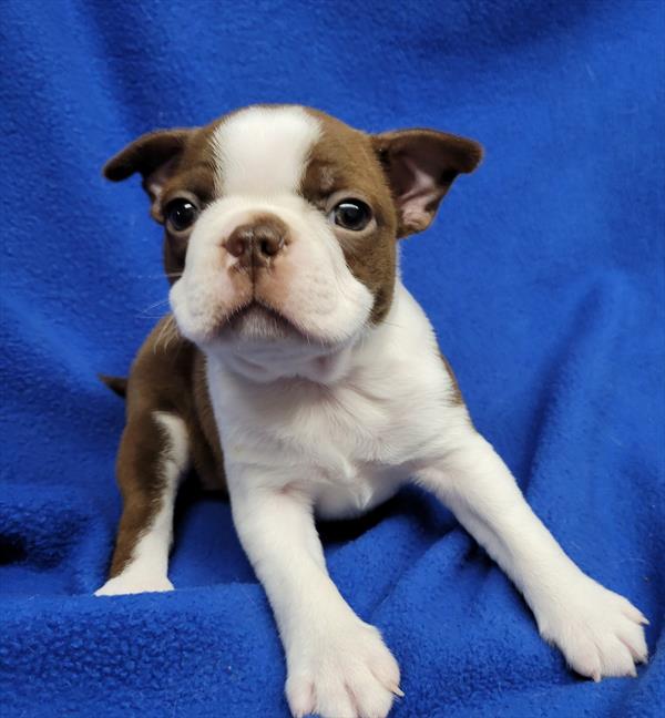 Boston Terrier Puppy For Sale