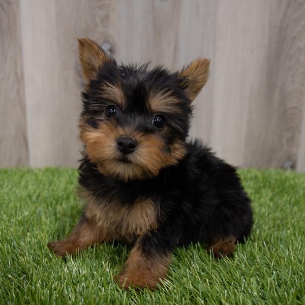 Silky Terrier Puppy For Sale