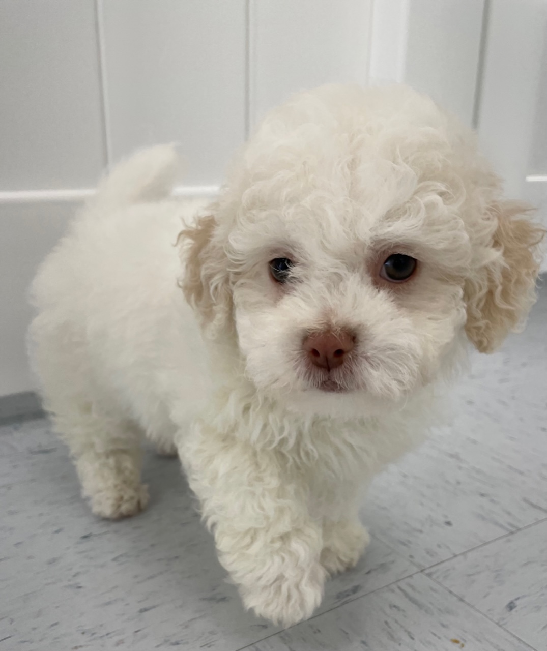 Bichon Frise Puppy For Sale