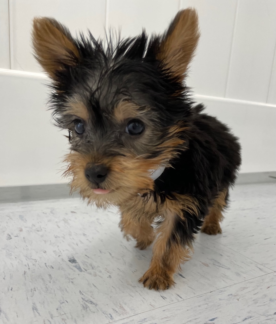 Silky Terrier Puppy For Sale