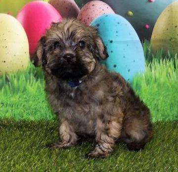 Havapoo Puppy For Sale