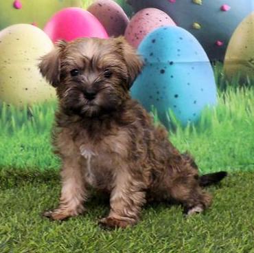 Havapoo Puppy For Sale