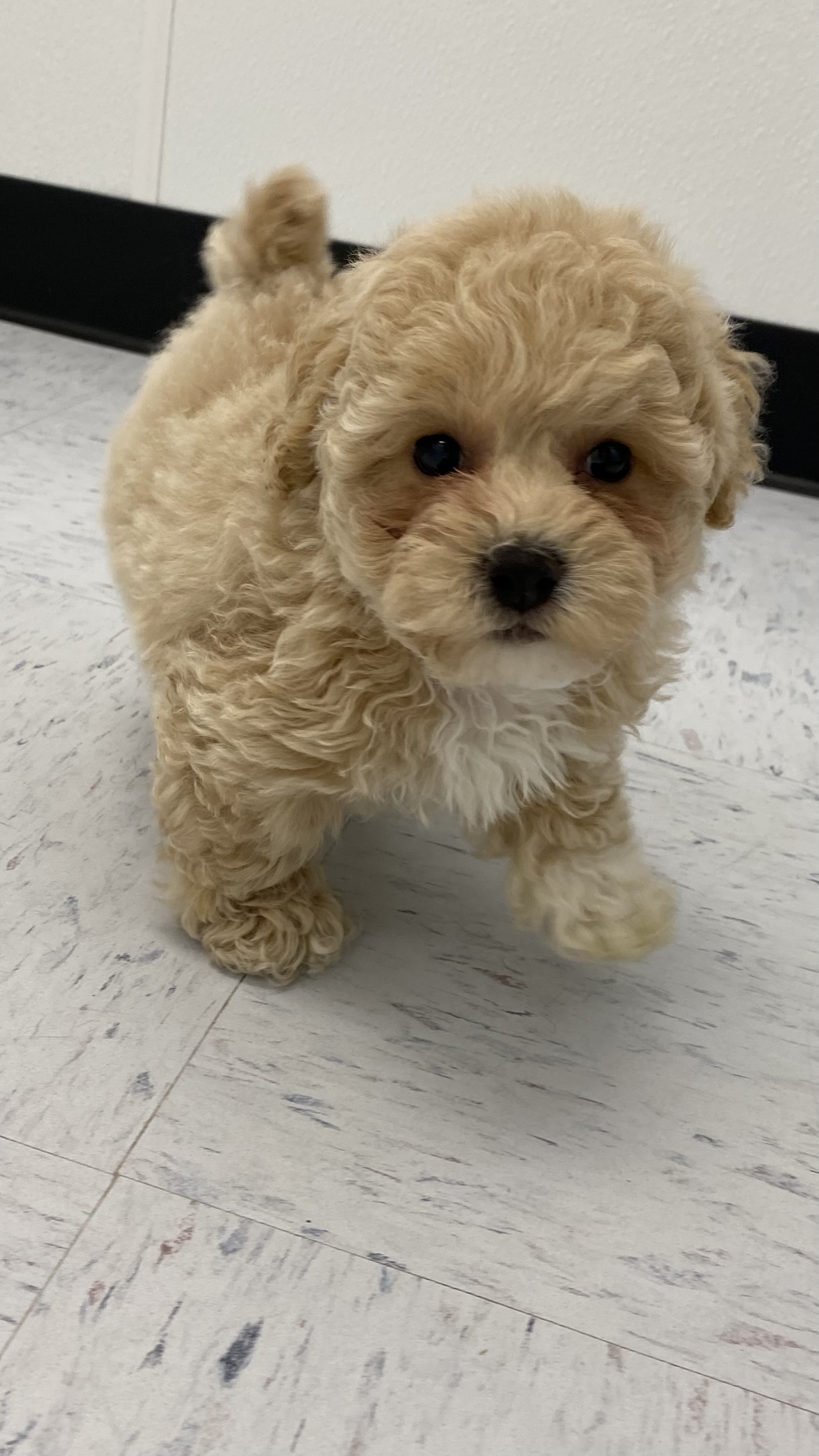 Havapoo Puppy For Sale