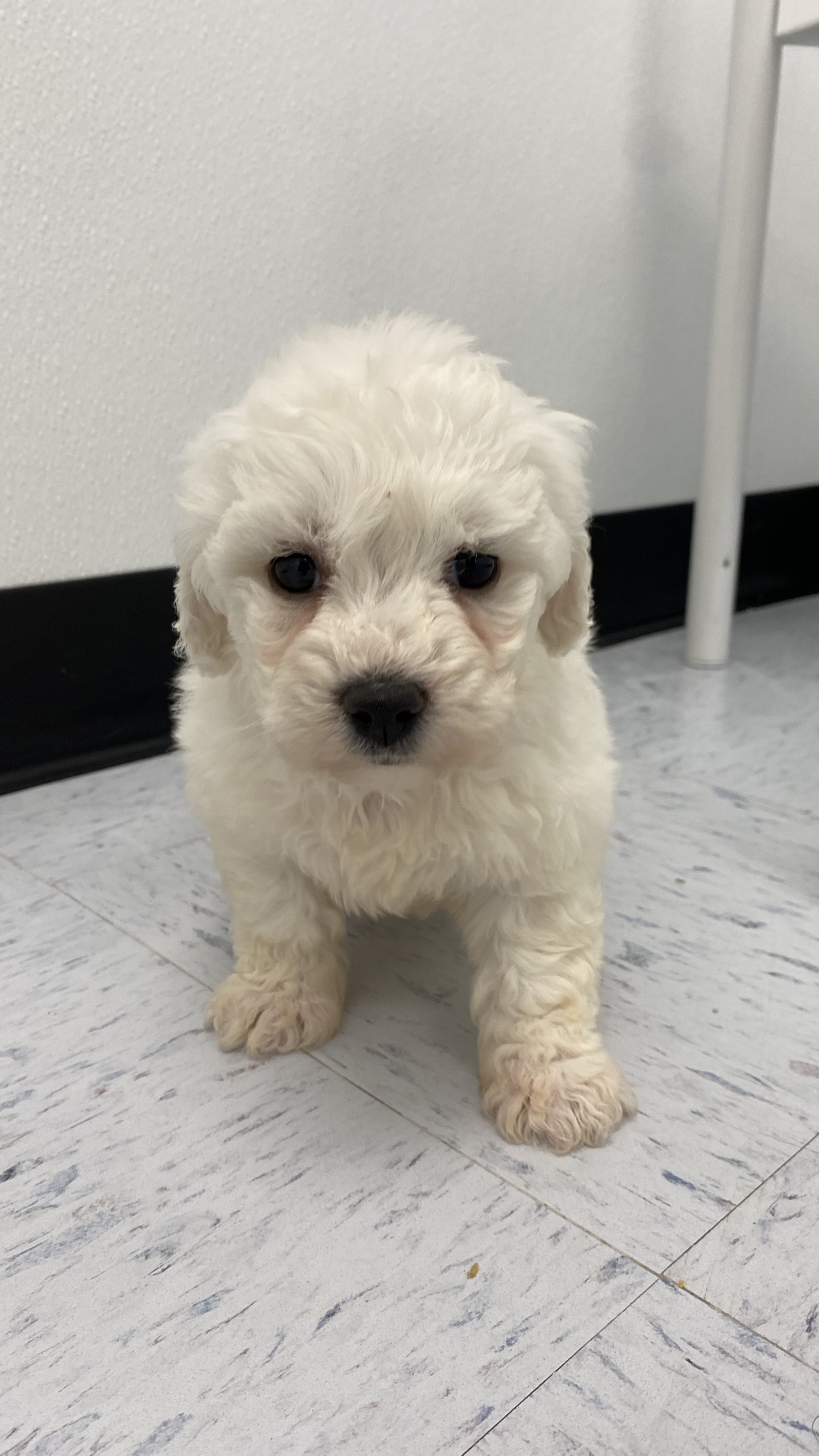 Bichon Frise Puppy For Sale