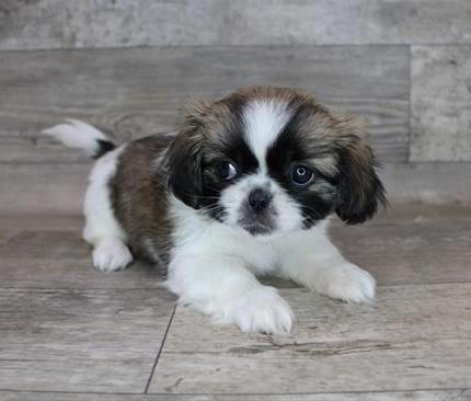 Pekingese Puppy For Sale