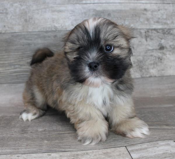 Lhasa Apso Puppy For Sale