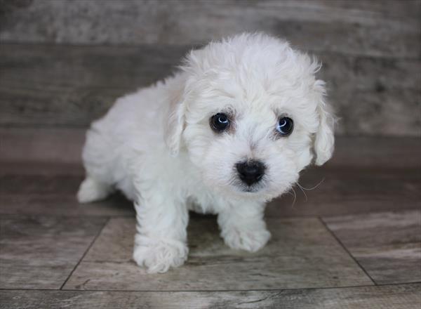 Bichon Frise Puppy For Sale