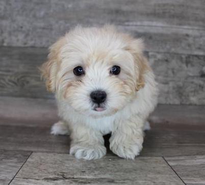 Maltipoo Puppy For Sale