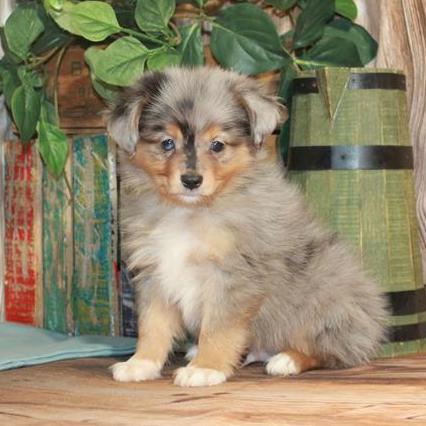 Australian Shepherd Puppy For Sale