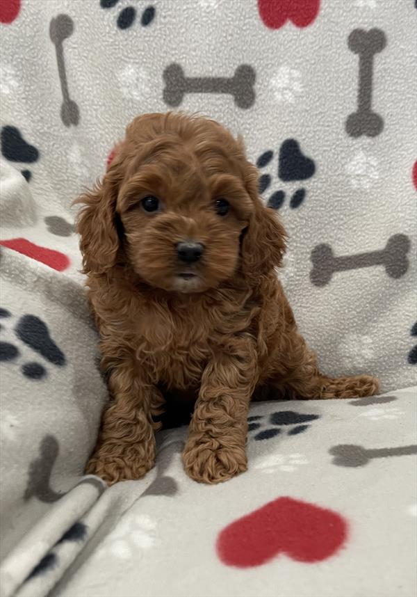Cockapoo Puppy For Sale