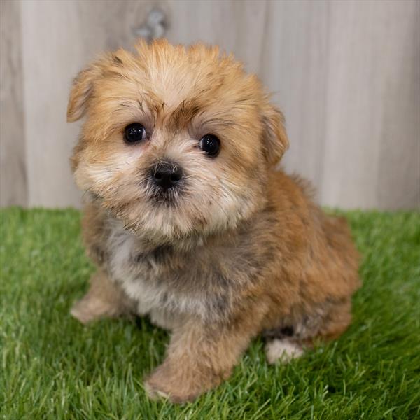 Morkie Puppy For Sale