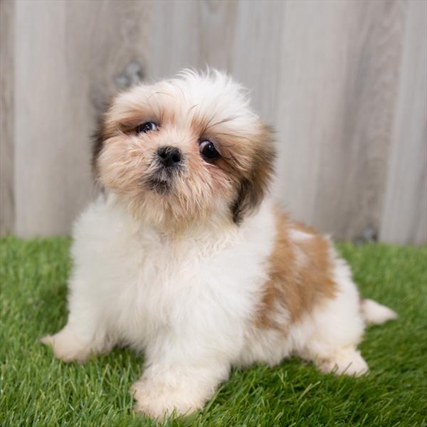 Lhasa Apso Puppy For Sale
