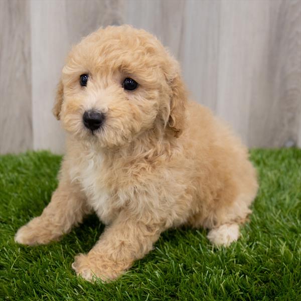 Maltipoo Puppy For Sale