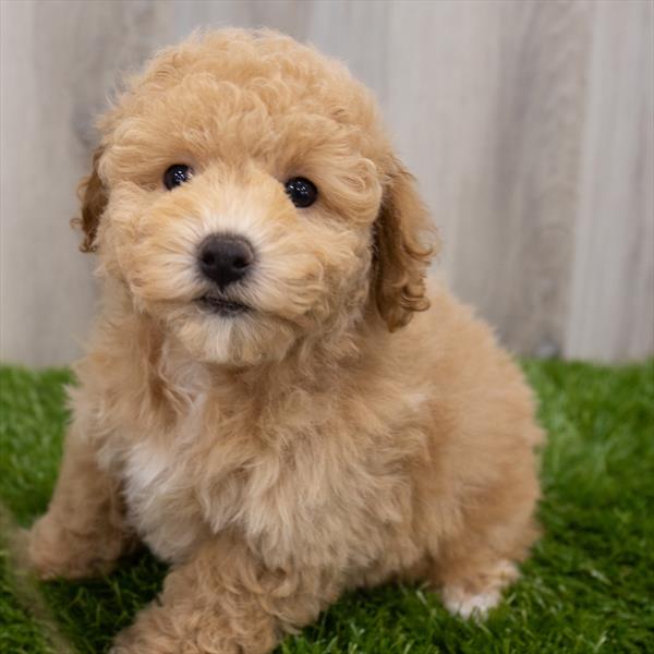 Bichonpoo Puppy For Sale