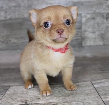 Chihuahua Puppy For Sale