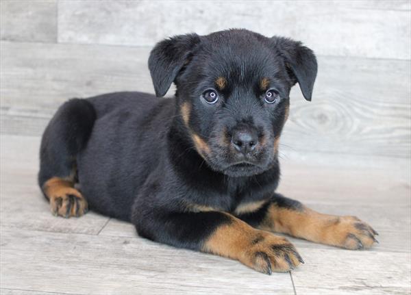 Rottweiler Puppy For Sale