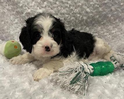 Cavapoo Puppy For Sale