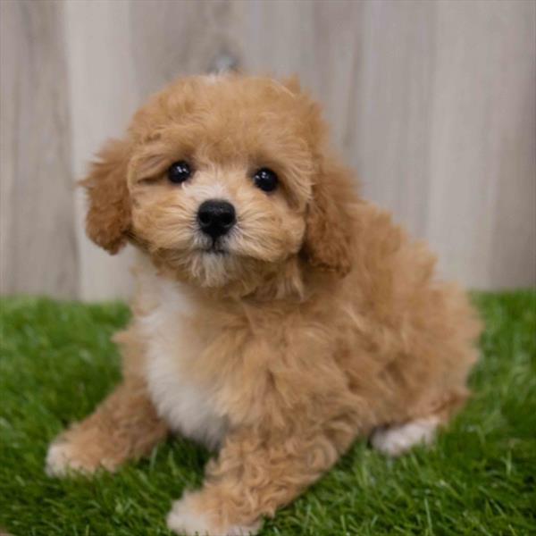 Bichonpoo Puppy For Sale