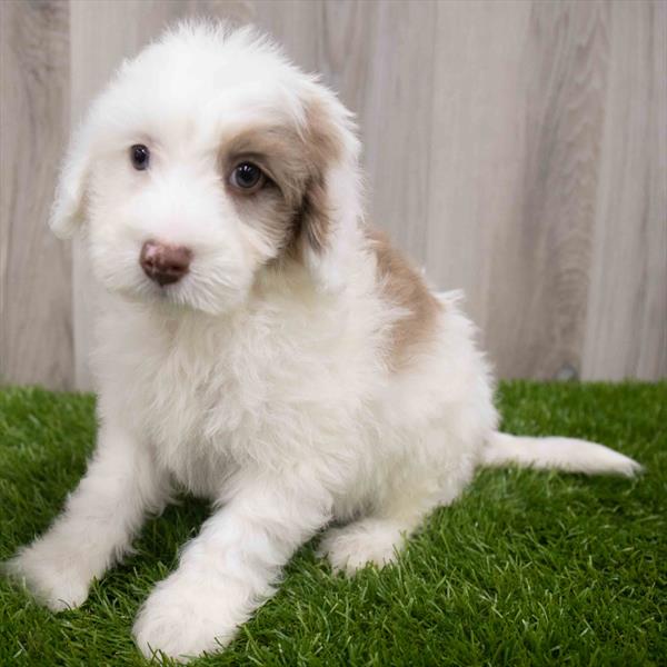 Miniature Sheepadoodle Puppy For Sale