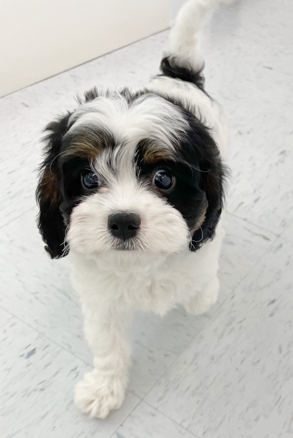Cavapoo Puppy For Sale
