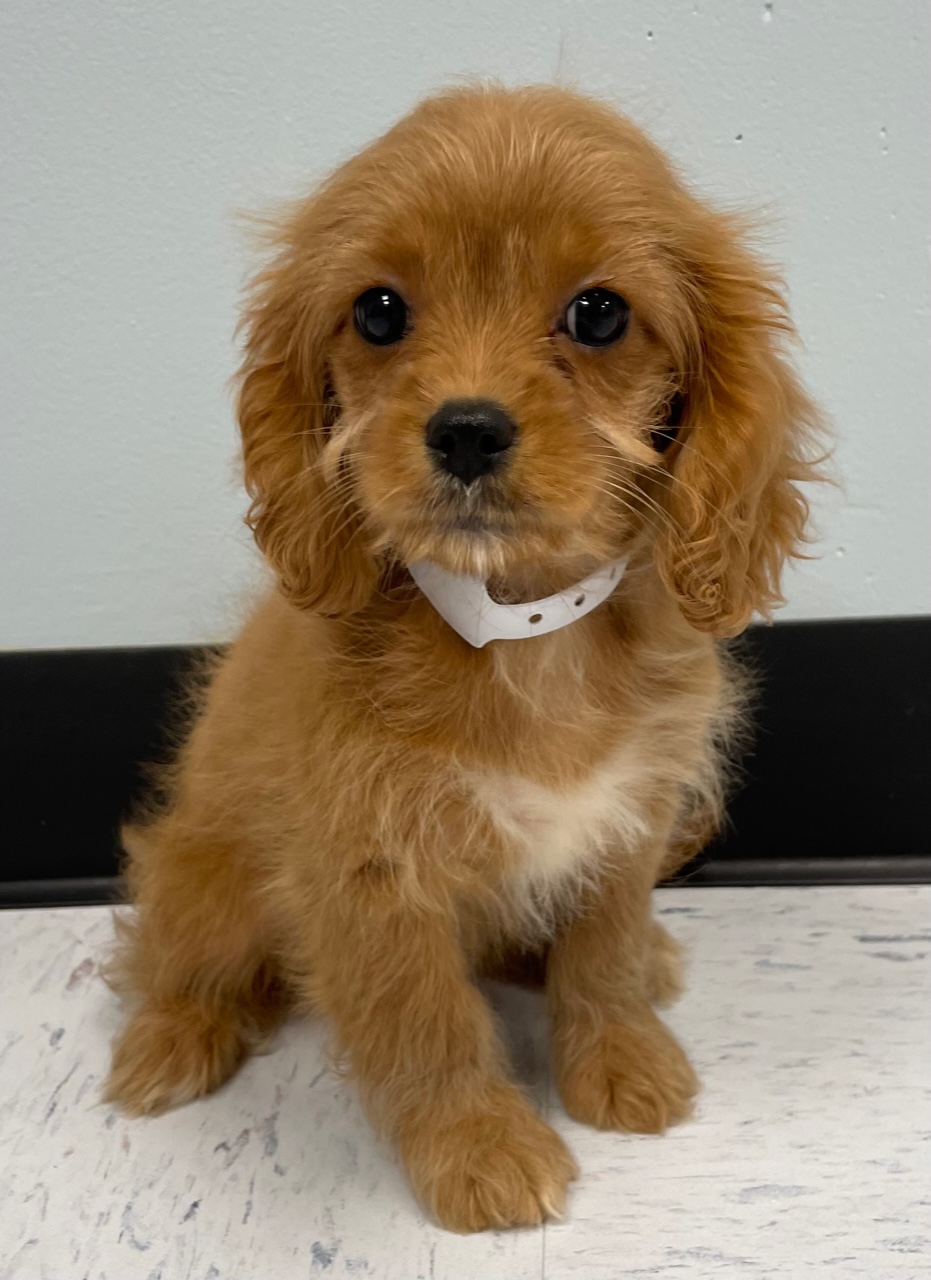Cavapoo Puppy For Sale