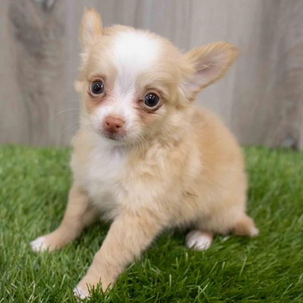 Chihuahua Puppy For Sale