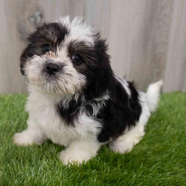 Malshi Puppy For Sale
